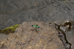 Neurobasis chinensis