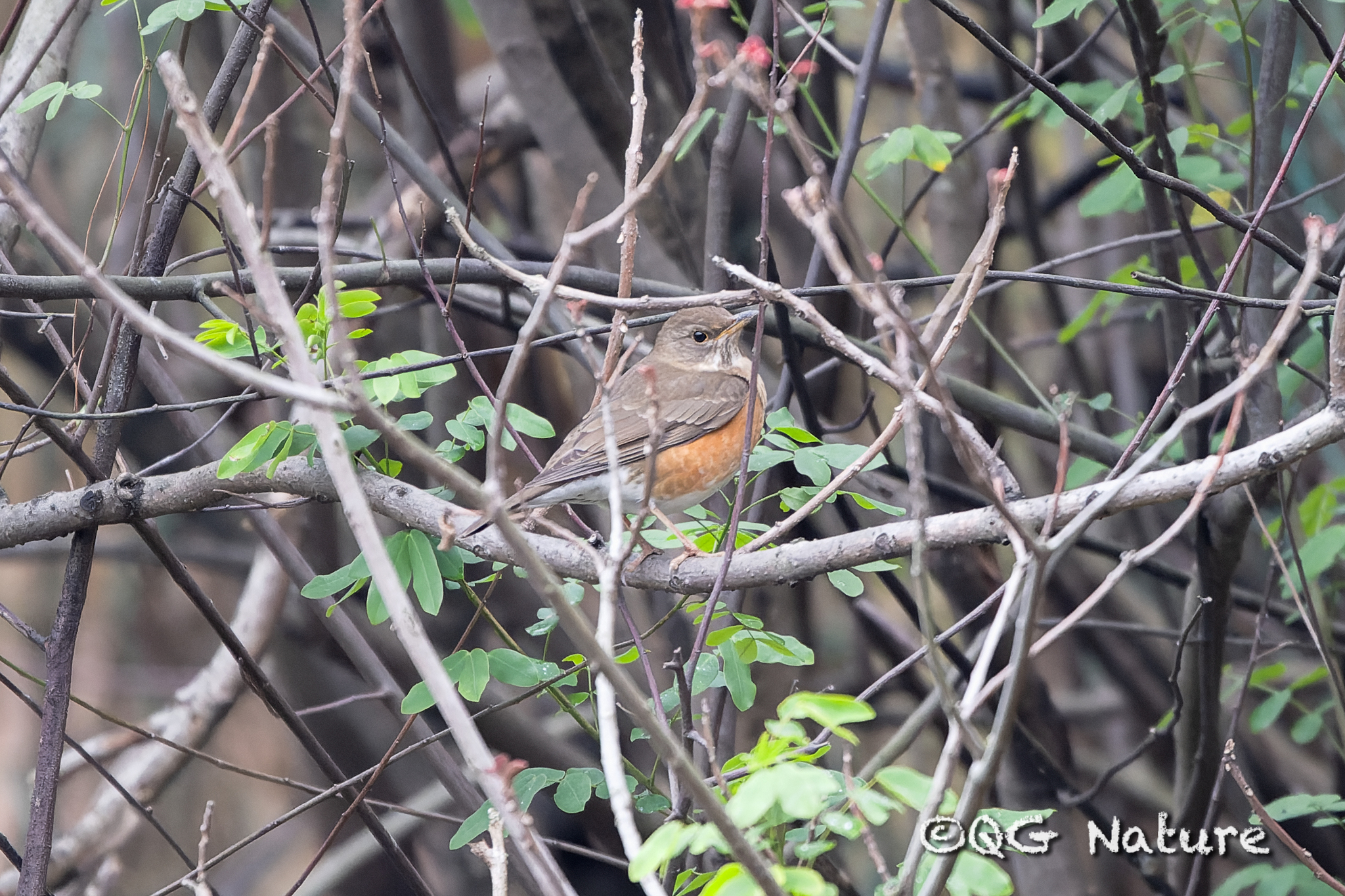 Brown-headed Thrush