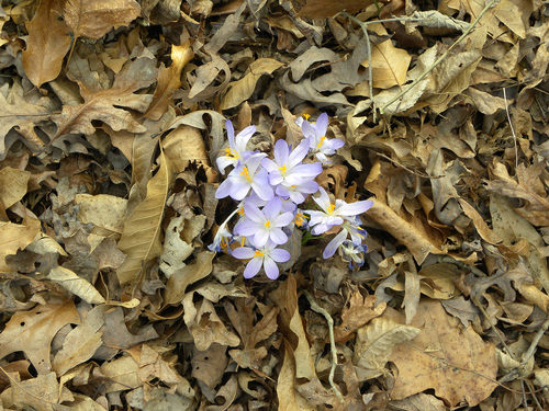 Crocus de Tommasini 2