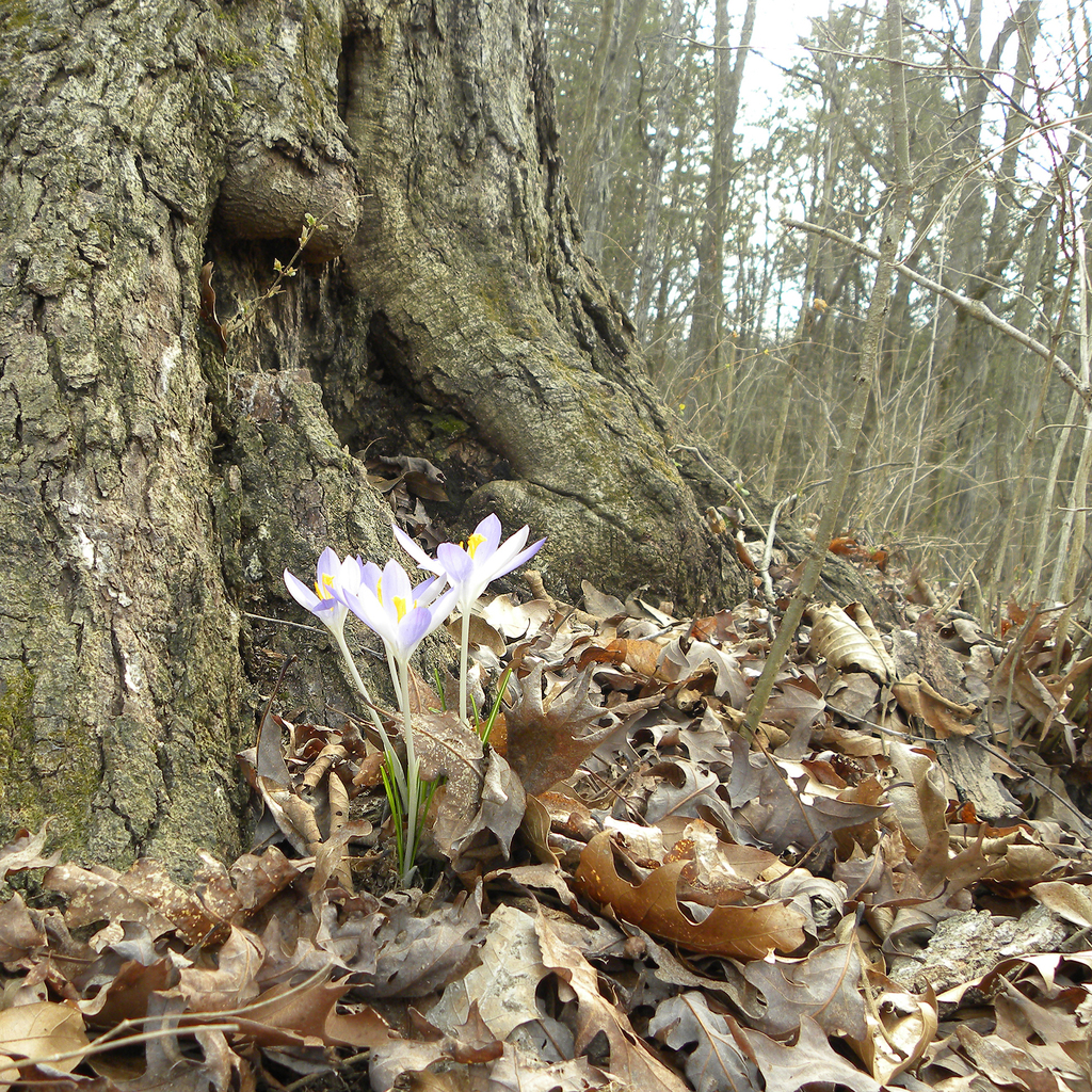 Crocus tommasinianus, Kentucky, US