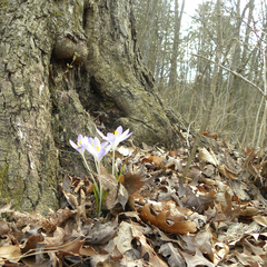 Krokusse (Crocus): Herkunft und Verwendung — Foto 3