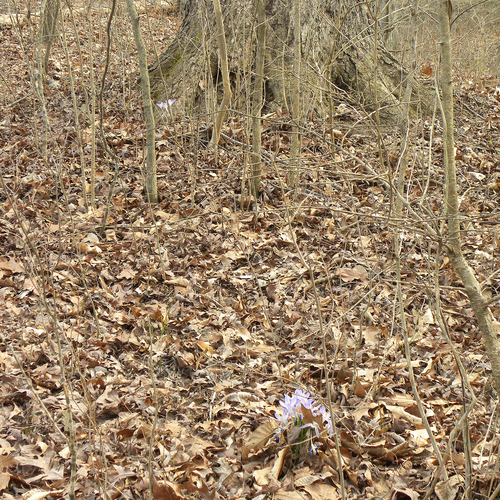 Crocus de Tommasini 3