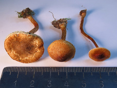 Lepiota castanea