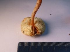 Lepiota castanea