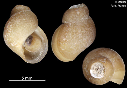 Provanna