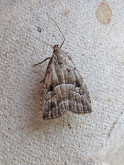 Hypenodes caducus