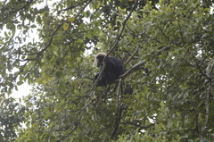 Semnopithecus johnii