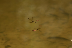 Heliocypha bisignata