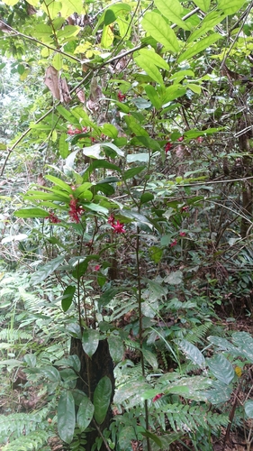 Heisteria parvifolia