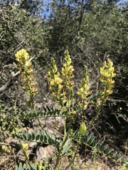 Astragalus oocarpus