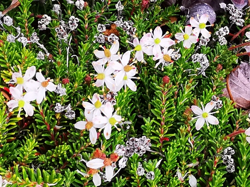 Bryanthus gmelinii iNat (1)
