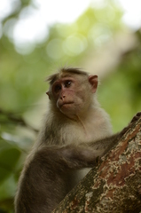 Macaca radiata