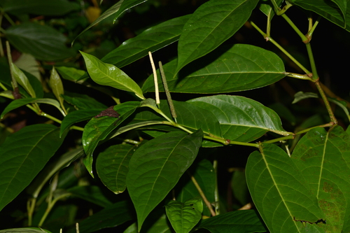 Foto de Pimenta-de-macaco