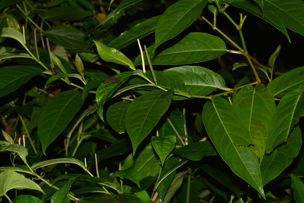 Foto de Pimenta-de-macaco