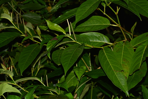 Pimenta-de-macaco