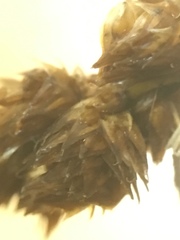 Carex projecta