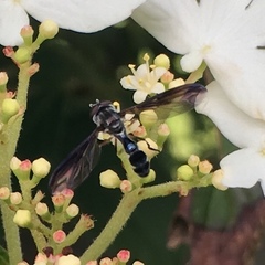 Pelecinobaccha costata