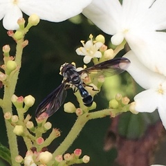Pelecinobaccha costata