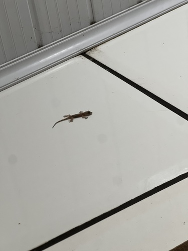 Tropical House Gecko