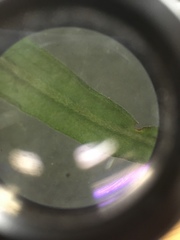 Epilobium leptophyllum