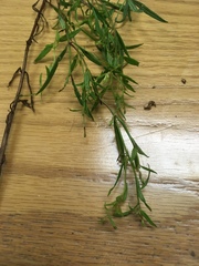Epilobium leptophyllum
