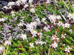 Bryanthus gmelinii