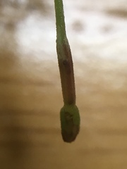 Epilobium leptophyllum