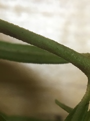 Epilobium leptophyllum
