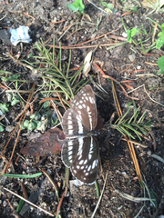 Neptis pryeri