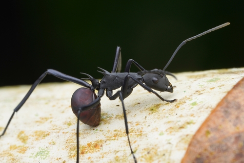 Polyrhachis hectorPolyrhachis hector