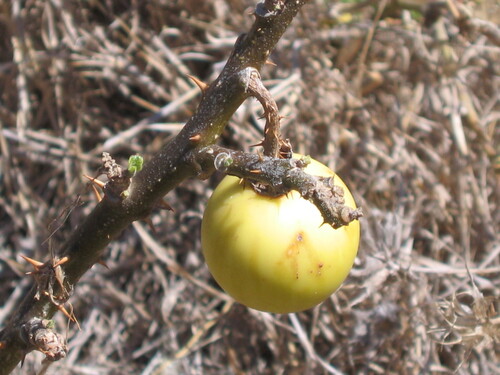 Solanum undatum iNat (3)