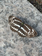 Neptis pryeri