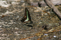 Graphium teredon