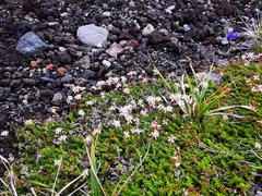 Bryanthus gmelinii