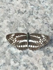 Neptis pryeri