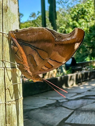 Orion Cecropian