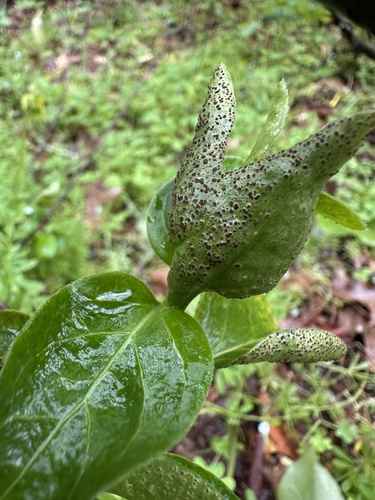 periwinkle rust