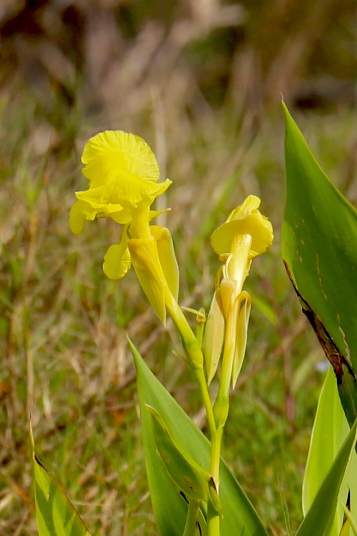 Imagem de Biri-amarelo