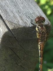 Sympetrum infuscatum