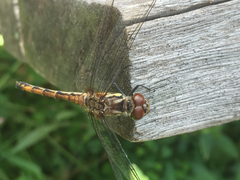 Sympetrum infuscatum