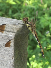 Sympetrum infuscatum