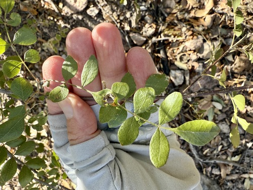 Fraxinus gooddingii