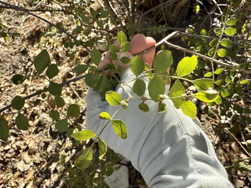 Image of Fraxinus gooddingii by (c) Sue Carnahan, some rights reserved (CC BY)