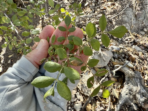 Image of Fraxinus gooddingii by (c) Sue Carnahan, some rights reserved (CC BY)