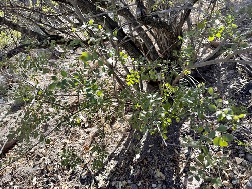 Image of Fraxinus gooddingii by (c) Sue Carnahan, some rights reserved (CC BY)