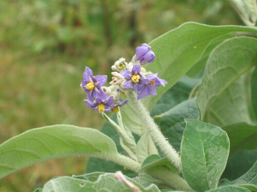 Solanum mauritianum iNat (3)