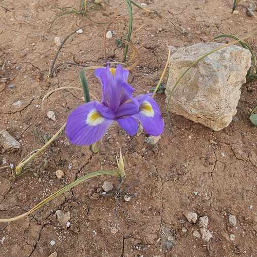 Med Moraea