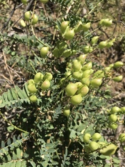 Astragalus oocarpus