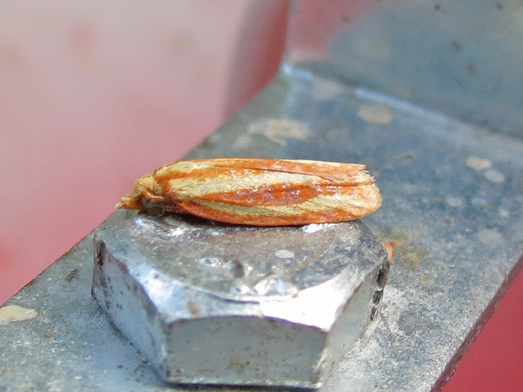 Three-streaked Sparganothis Moth