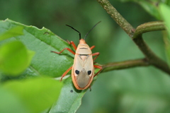 Probergrothius